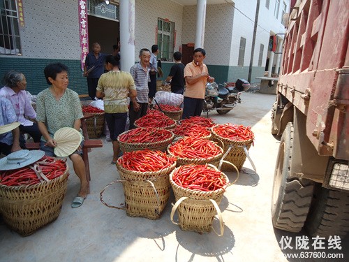 朝天椒种植_种植海椒增加收入