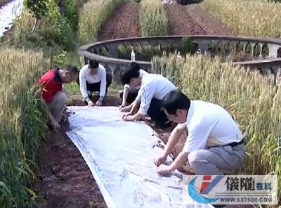 我县各地有序推进“一步成园”桑苗排栽工作