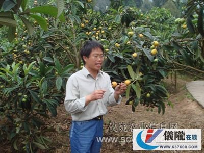 仪陇县枇杷已成为老百姓的“致富树”