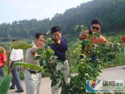 县人大常委会视察我县果业发展情况