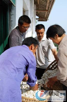 养蚕协会唱主角 农民钱袋鼓起来