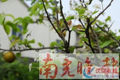 奇！挂果梨树又开花