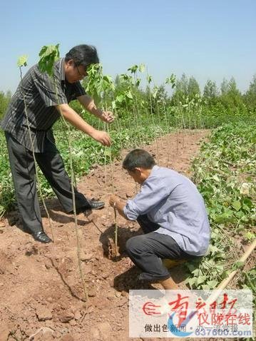 秋高气爽好栽桑