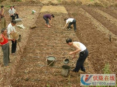 大仪镇：抢时播栽秋洋芋