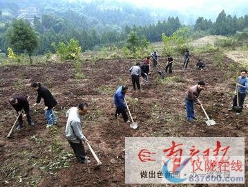 秋栽优质果树100万株