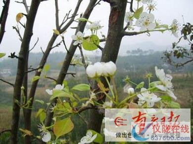 秋风中 梨花开正浓