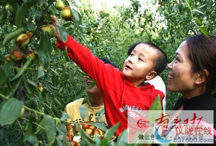 丰收大枣吸引游客