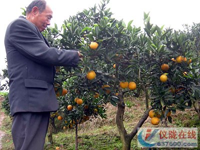 大仪高潮村柑桔喜获丰收