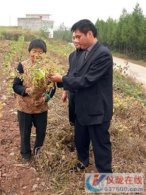 大仪镇间套种黄豆喜获大丰收