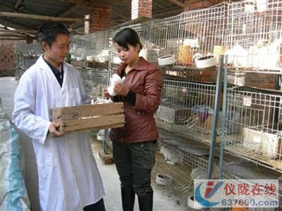 为獭兔宝宝“体检”