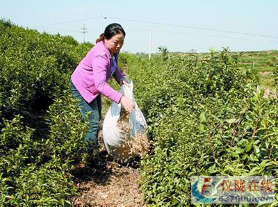 给茶树喂“点心”