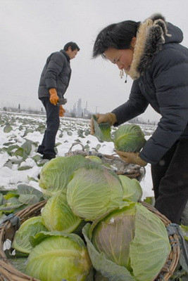 扒雪割菜 把灾害损失降到最低