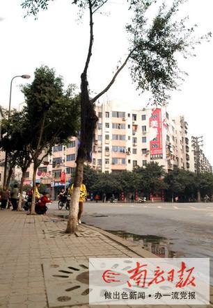 行道树挡了工商银行的门面？