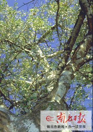 想起那棵白杨树