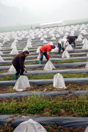 扩种育苗 满足市场蔬菜需求