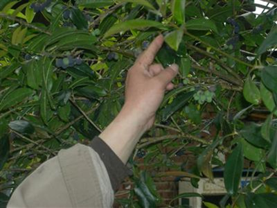 桂花结果 稀奇！