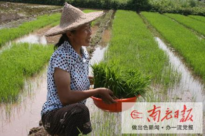 一亩田三脸盆秧就够了