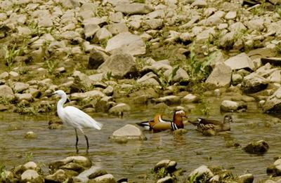 “鸳鸯戏水仙女湖 ”
