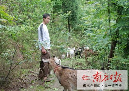老林镇：鼓励养山羊