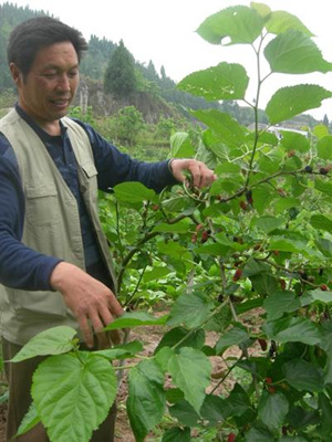 桑果丰收 果农开心