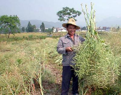 仪陇：22万亩油菜喜获丰收