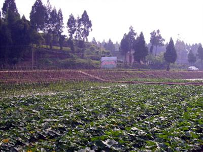 双胜镇 着力推进农业项目 培育产业促发展