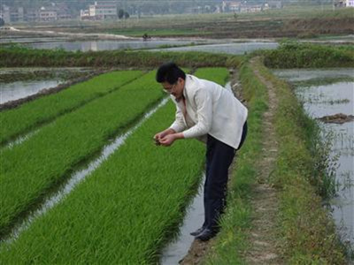 仪陇县大春种子田间出苗好