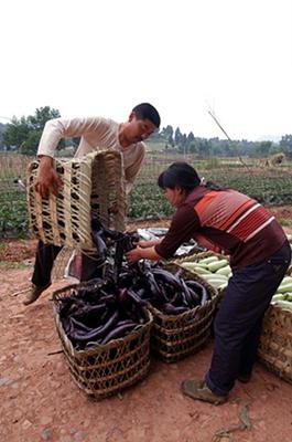 需求大 城区蔬菜“吃不饱”