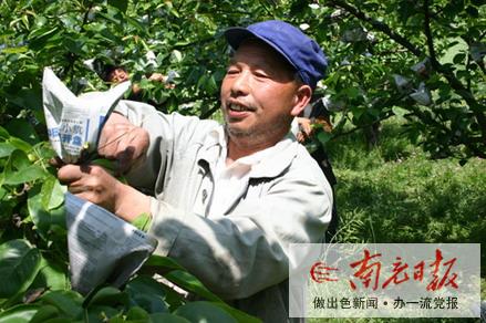 穿上“防虫衣”鲜果增效益
