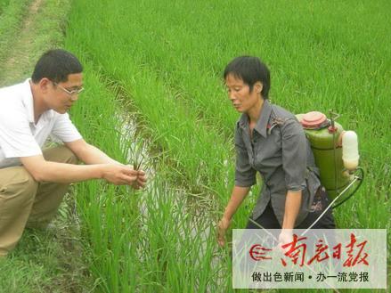 早发现早扑灭 抓好水稻病虫防治