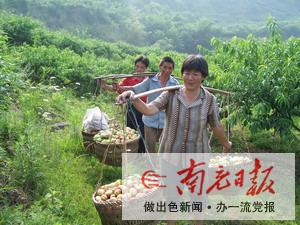 400吨水果进入成渝市场