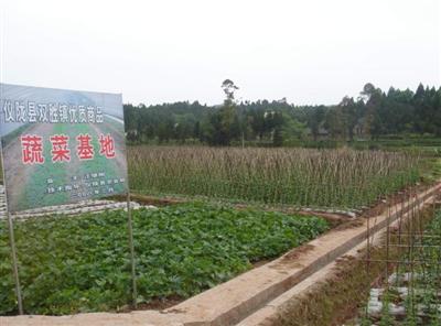 县人大领导及代表视察我县农业生产