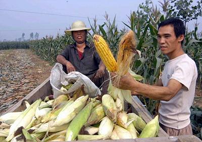 玉米喜获丰收