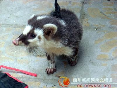 神秘动物突现仪陇 身份未揭行踪成迷