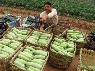 仪陇加快商品蔬菜基地建设步伐
