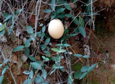 山中蘑菇酷似鸡蛋