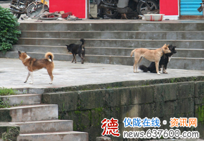 “打狗运动”动真格 “成效显著”力度大