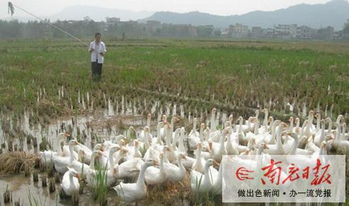 大田养鹅巧致富