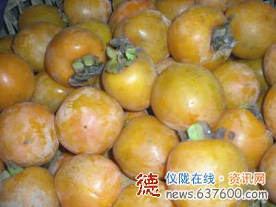 本地柿子上市 农民忙销售