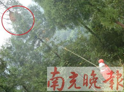 毒蜂连夺人命 官兵火攻蜂巢