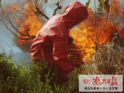 巨型马蜂窝连伤13人