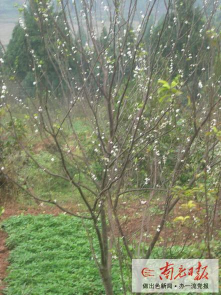 晚秋出现“小阳春”李子花开满枝头