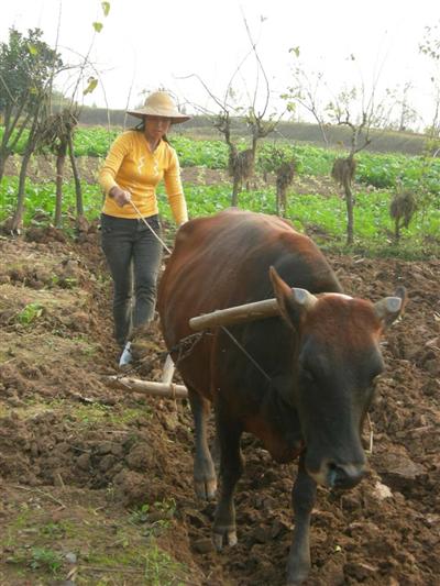 仪陇：抢抓时机掀起小春播种高潮