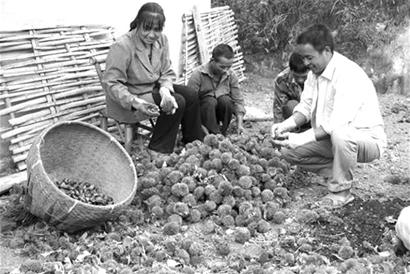 重嫁接 巧施肥 防虫害