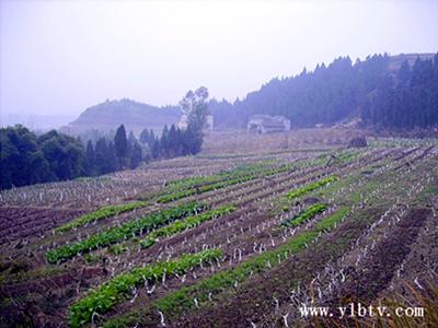 仪陇县扎实推进桑树冬管工作（图）