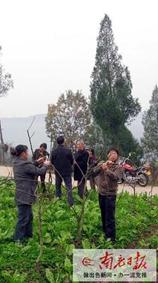 技术员指导果树冬管