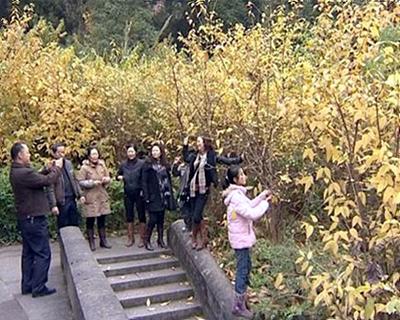 朱德故里：梅花飘香“醉”游人