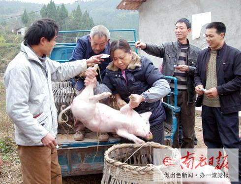 合作机制壮大生猪产业