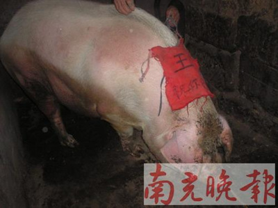 仪陇县杨桥老农两年养出“猪王”