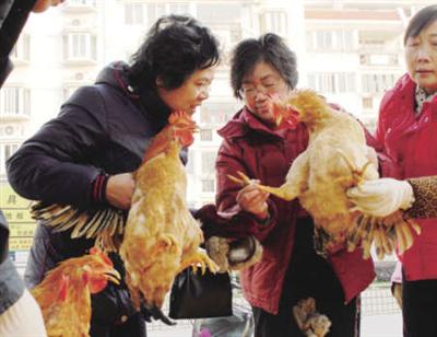 仪陇农村土鸡俏销